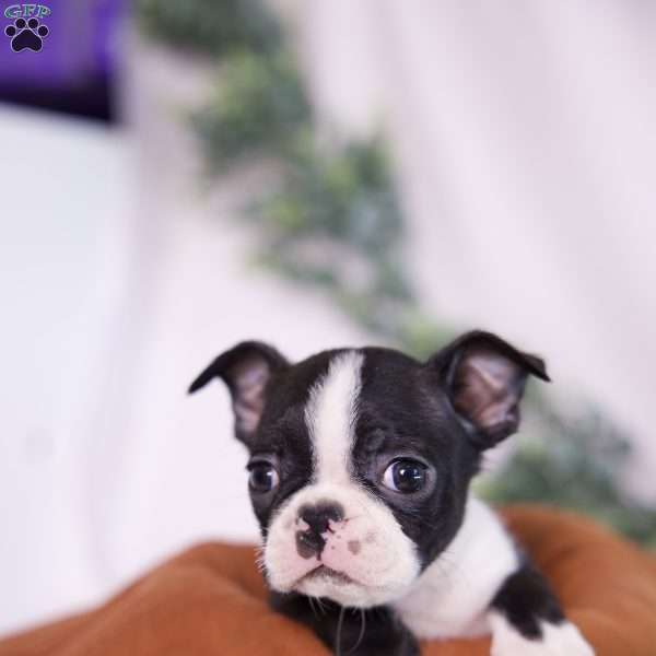 Fred (Tiny), Boston Terrier Puppy